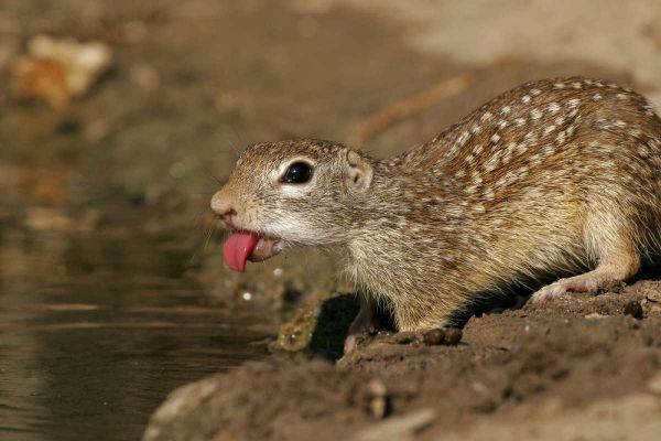 TX, Starr Co, Mexican ground squirrel drinking